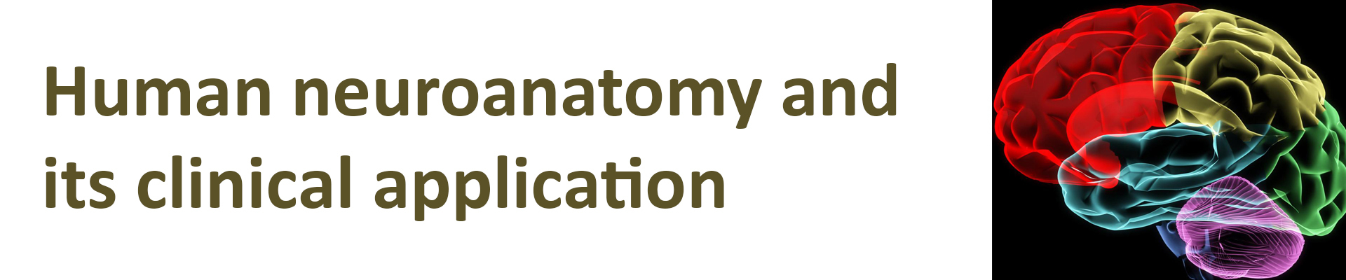 Human Neuroanatomy Course