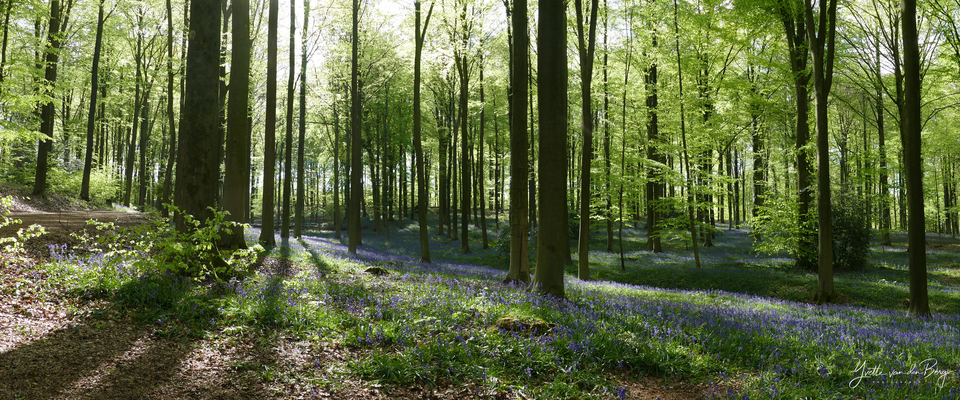 Sprookjesbos met NatureBliss