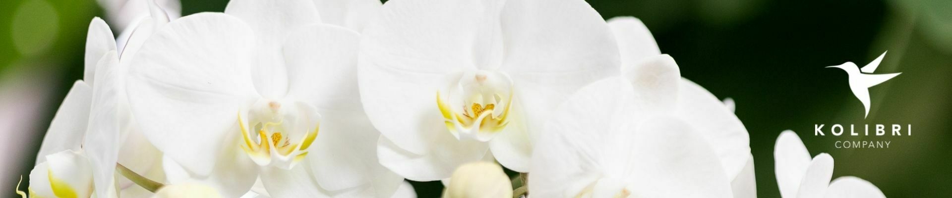 Orchid Inspiration Days 2022
