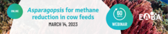 Asparagopsis for methane reduction feeds