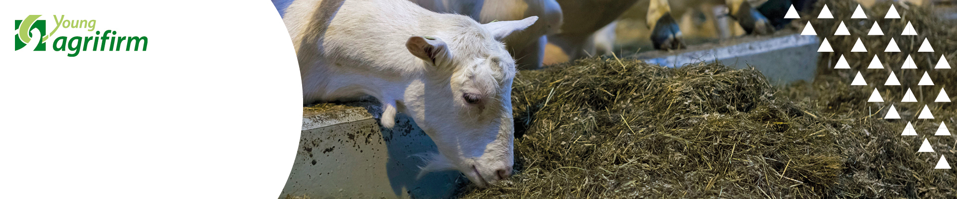 Young Agrifirm Geitenhouderij: Wie ben je, wat doe je, wat kun je