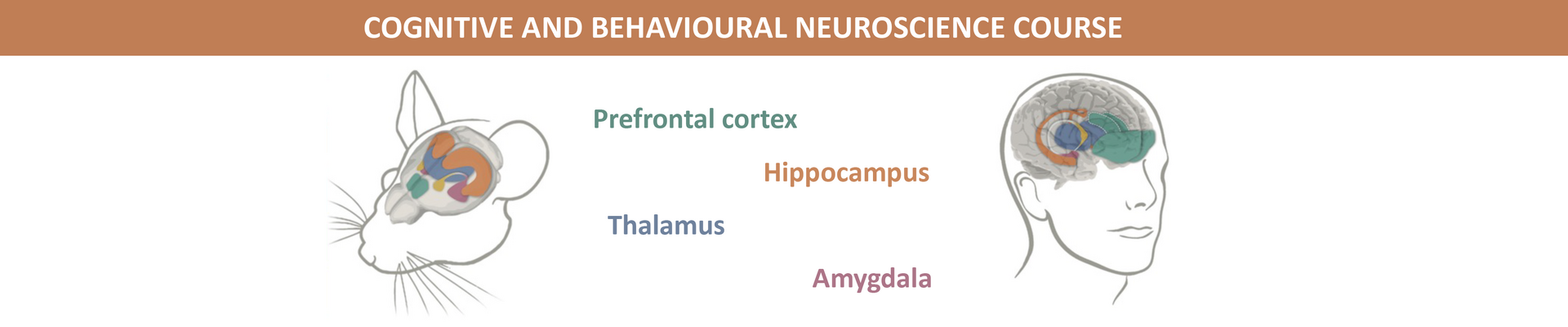 CANCELLED - Cognitive and Behavioural Neuroscience Course