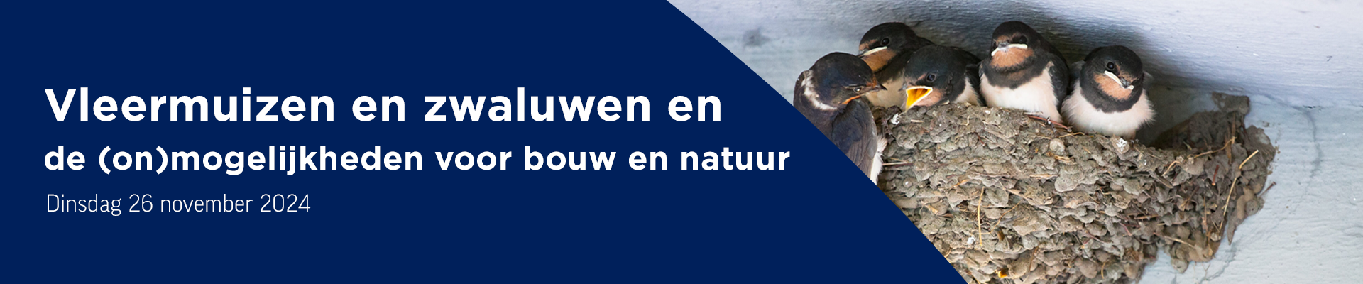 Vleermuizen en zwaluwen en de (on)mogelijkheden voor bouw en natuur