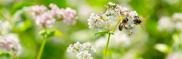 Landbouw, voedsel en natuur verkiezingsdebat 2025