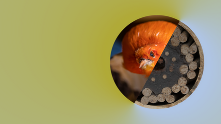 VSC-inspiratiebezoek: Natuurmuseum Brabant & Ontdekstation