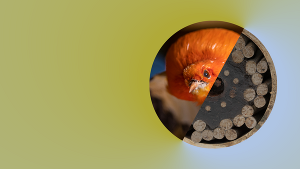 VSC-inspiratiebezoek: Natuurmuseum Brabant & Ontdekstation