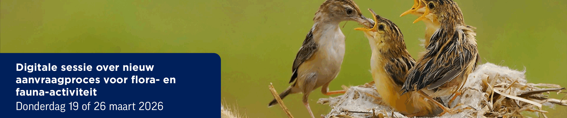 Digitale sessie over nieuw aanvraagproces voor flora- en fauna-activiteit RRZ