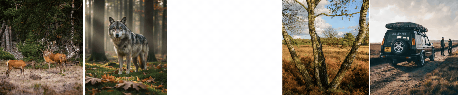 website banner